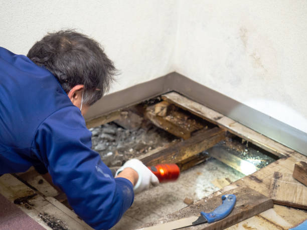 Best Office Mold Removal Services  in Ballinger, TX