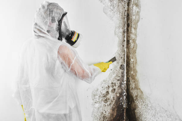 Best Same-Day Mold Removal  in Ballinger, TX