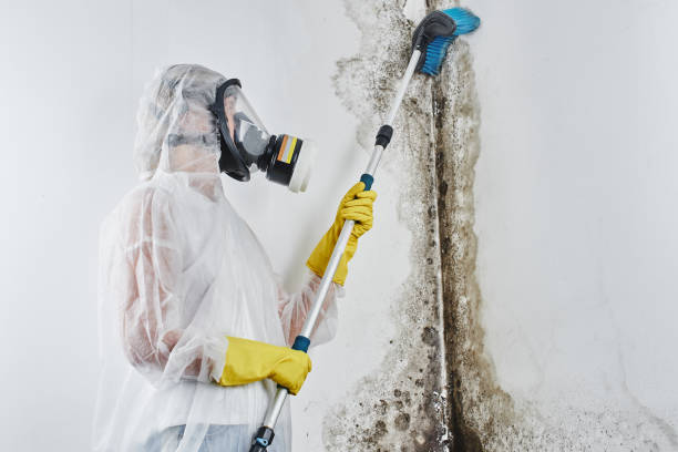 Mold Removal Process in Ballinger, TX