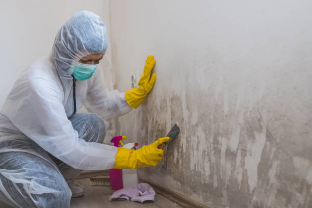 Best Mold Removal Company Near Me  in Ballinger, TX
