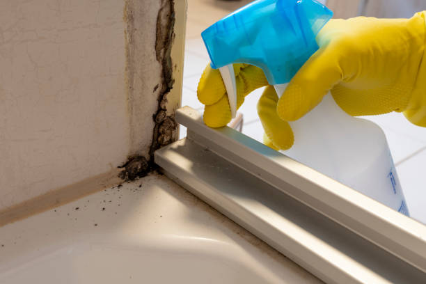 Best Attic Mold Removal  in Ballinger, TX
