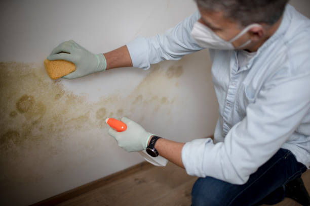 Best Affordable Mold Removal  in Ballinger, TX