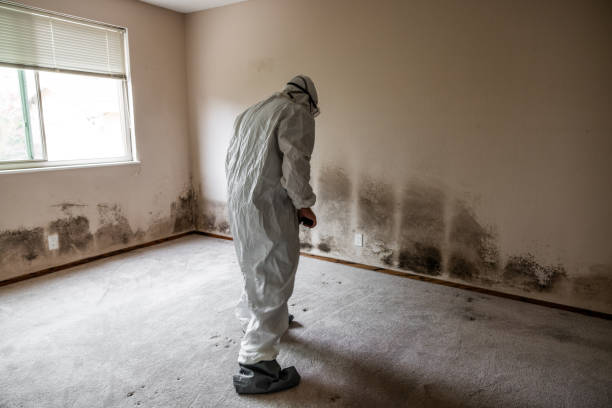Mold Removal and Inspection in Ballinger, TX