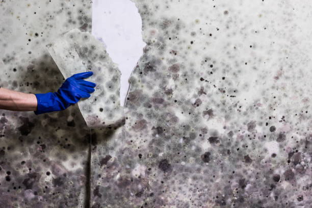 Best Mold Remediation  in Ballinger, TX