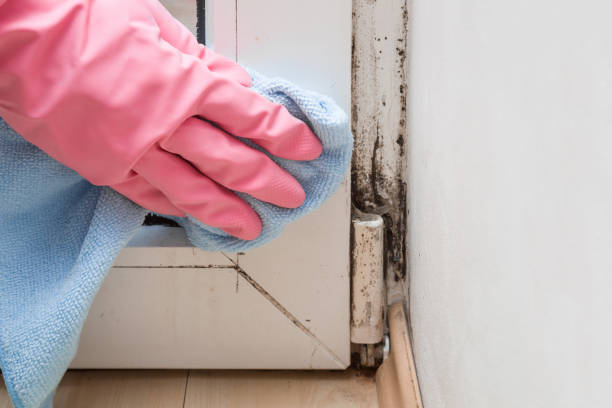 Best Best Mold Removal Companies  in Ballinger, TX