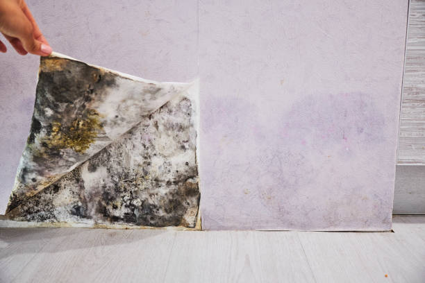 Best Toxic Mold Removal  in Ballinger, TX